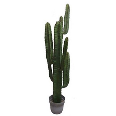 Cactus artificial Cereus