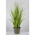 Planta decorativa junco